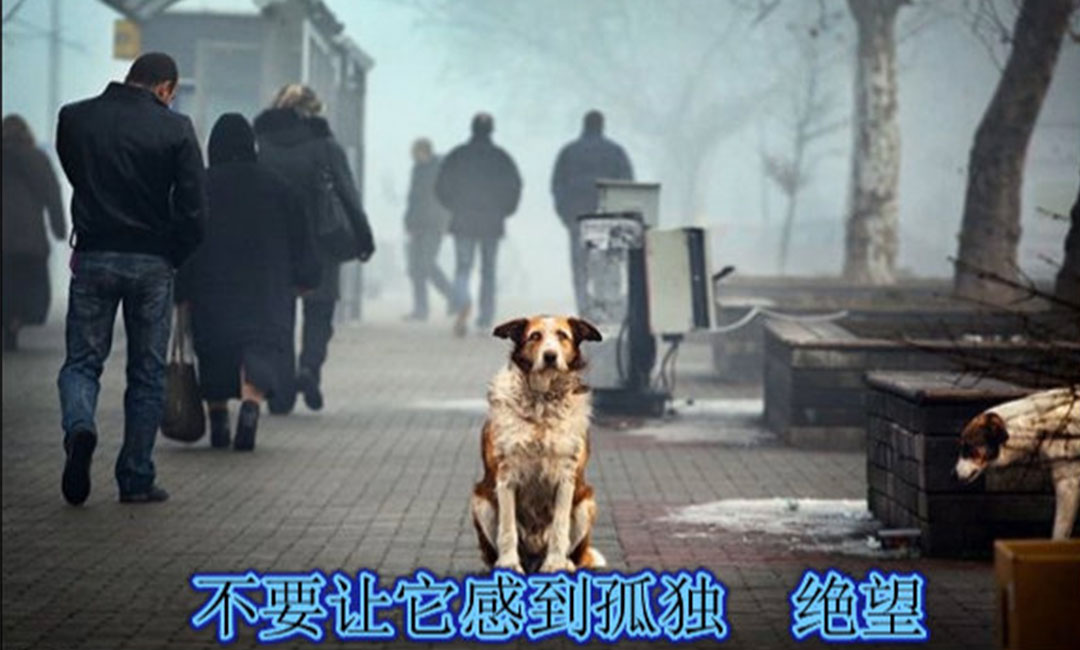 驻马店驻马店爱影圈微博微信转发案例